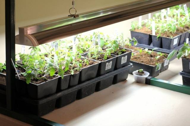 Growing tomato seedlings for a greenhouse