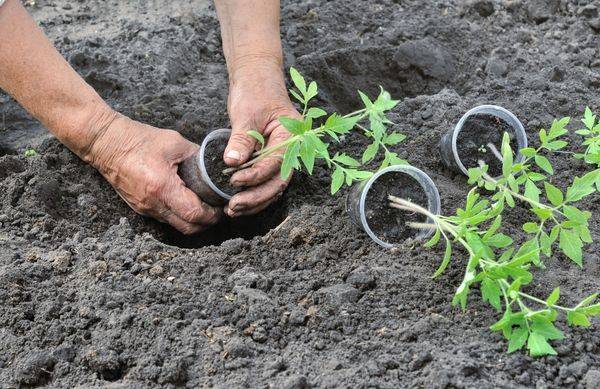 Growing tomato seedlings for a greenhouse