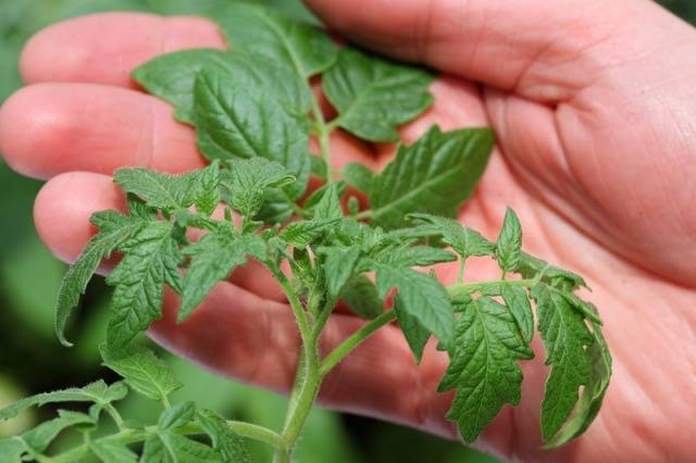 Growing tomato seedlings for a greenhouse