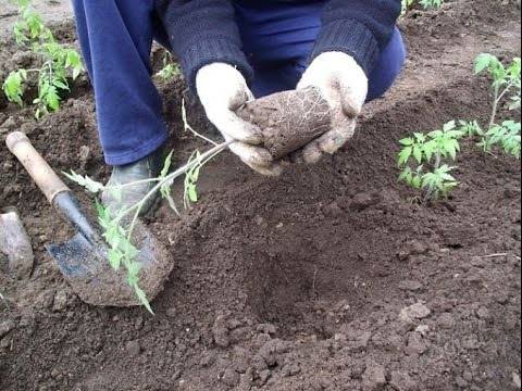 Growing tomato seedlings for a greenhouse