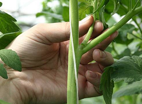 Growing tomato seedlings for a greenhouse