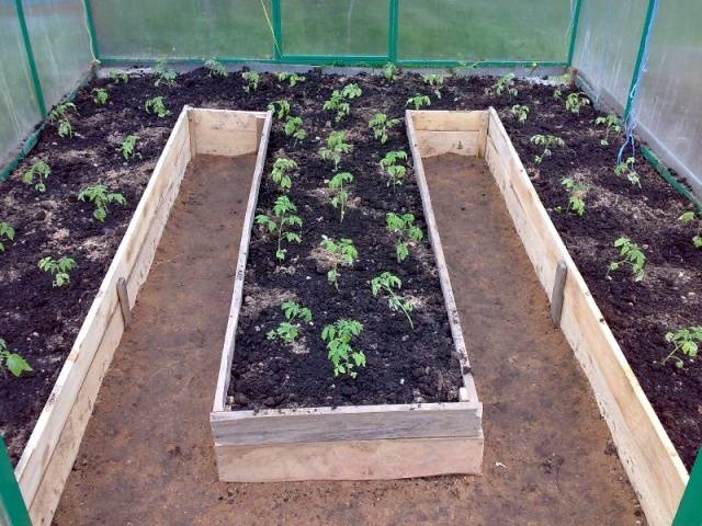 Growing tomato seedlings for a greenhouse