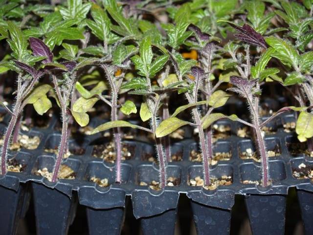 Growing tomato seedlings for a greenhouse