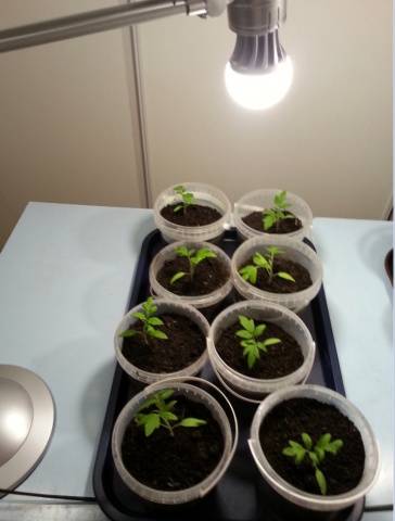 Growing tomato seedlings for a greenhouse