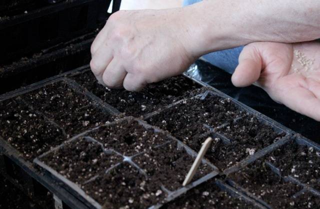 Growing tomato seedlings for a greenhouse