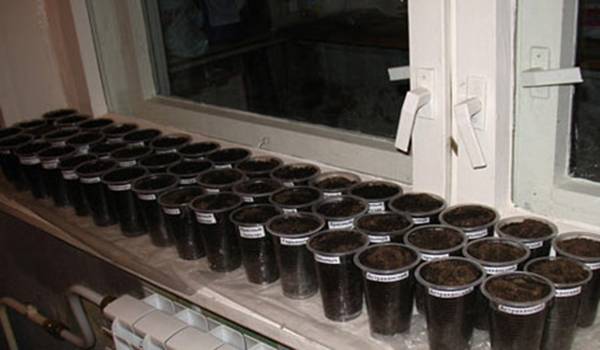 Growing tomato seedlings for a greenhouse