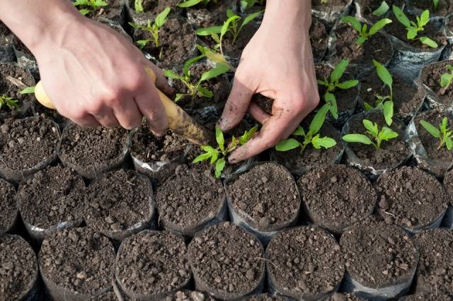 Growing tomato seedlings for a greenhouse