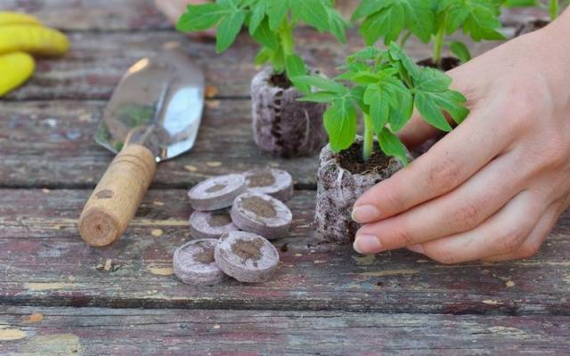 Growing tomato seedlings for a greenhouse