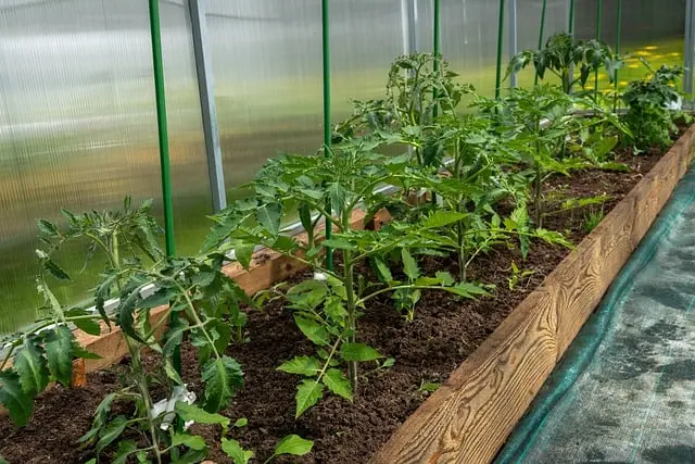 Growing tomato seedlings for a greenhouse