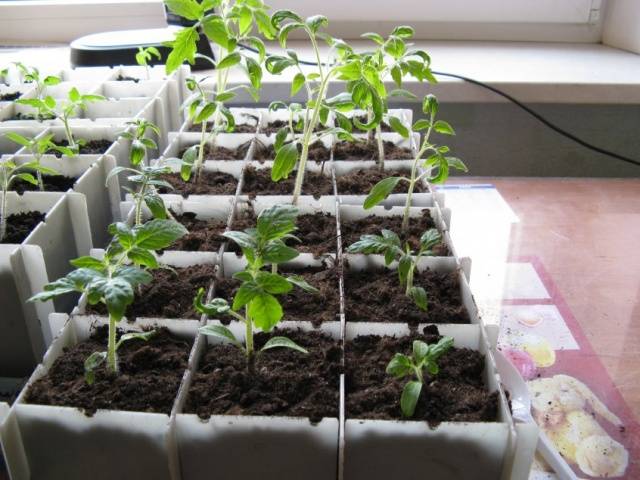 Growing tomato seedlings in a plastic bottle