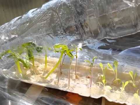 Growing tomato seedlings in a plastic bottle