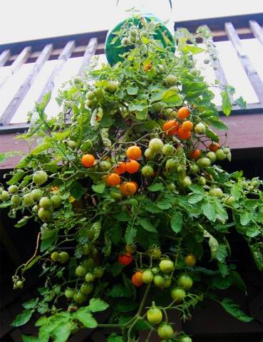 Growing tomato seedlings in a plastic bottle