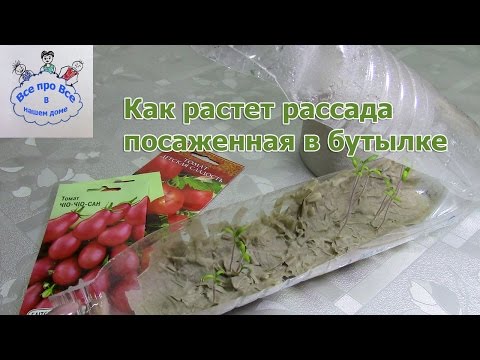 Growing tomato seedlings in a plastic bottle