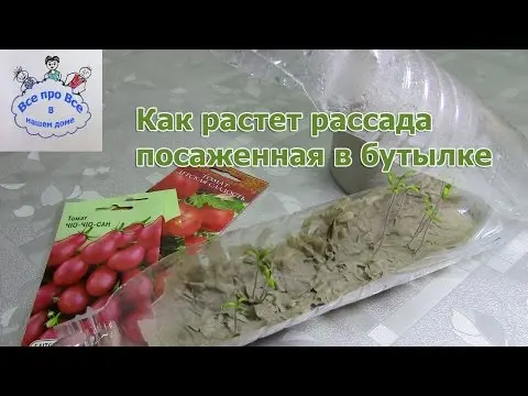 Growing tomato seedlings in a plastic bottle