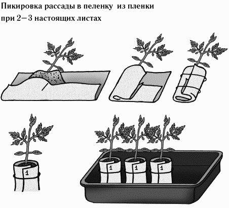 Growing tomato seedlings in diapers