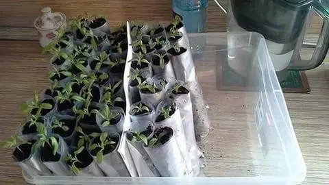 Growing tomato seedlings in diapers