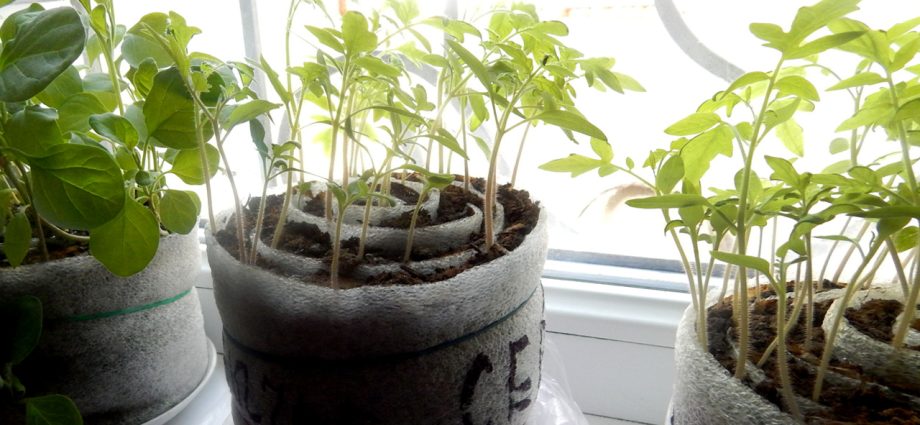 Growing tomato seedlings in diapers