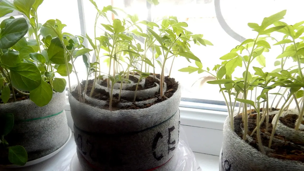 Growing tomato seedlings in diapers