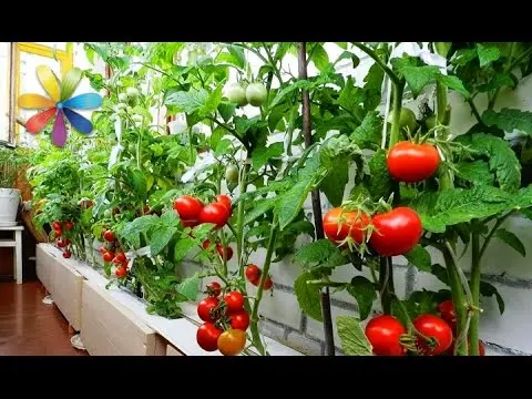 Growing tomato seedlings on the balcony