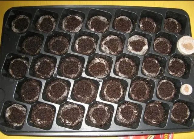 Growing tomato seedlings on the balcony