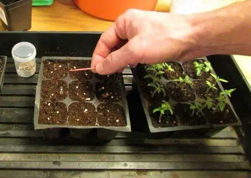 Growing tomato seedlings on the balcony