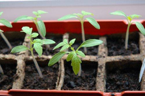 Growing tomato seedlings on the balcony