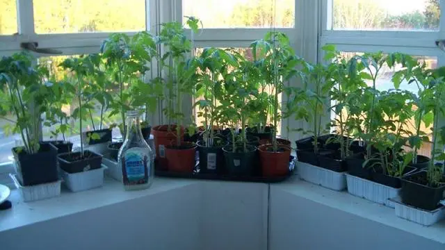 Growing tomato seedlings on the balcony