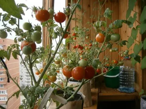 Growing tomato seedlings on the balcony