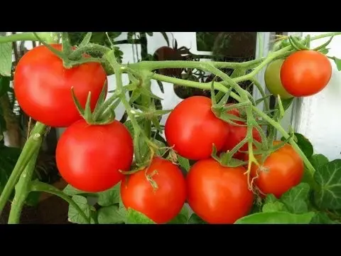 Growing tomato seedlings on the balcony