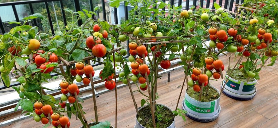 Growing tomato seedlings on the balcony