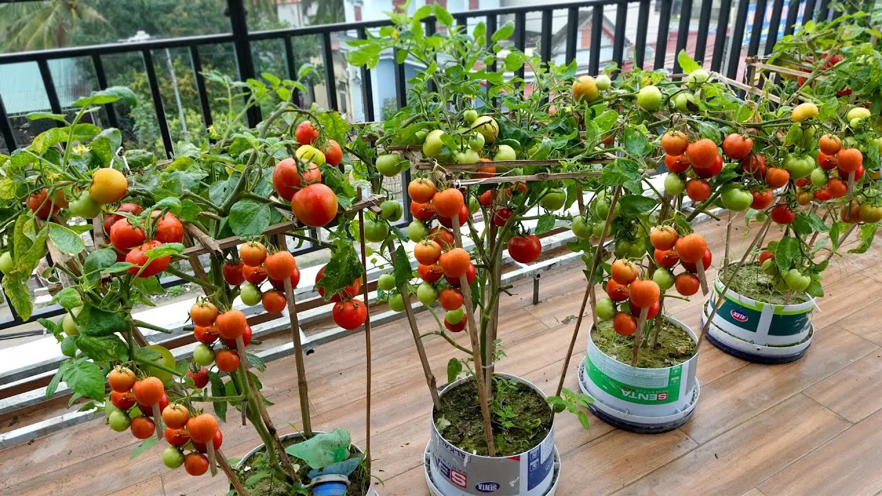 Growing tomato seedlings on the balcony