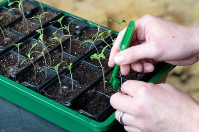 Growing tomato seedlings without picking 