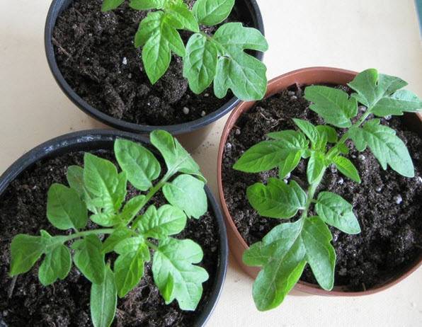 Growing tomato seedlings without picking 