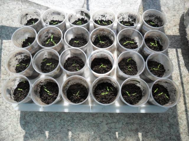 Growing tomato seedlings without picking 