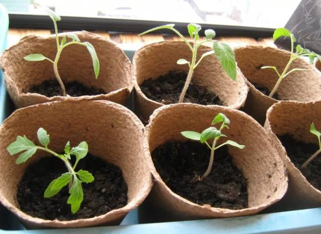 Growing tomato seedlings without picking 