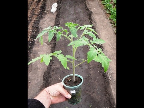 Growing tomato seedlings without picking 