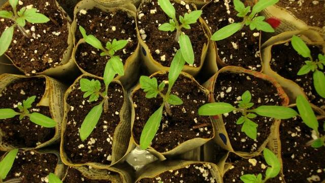 Growing tomato seedlings without picking 