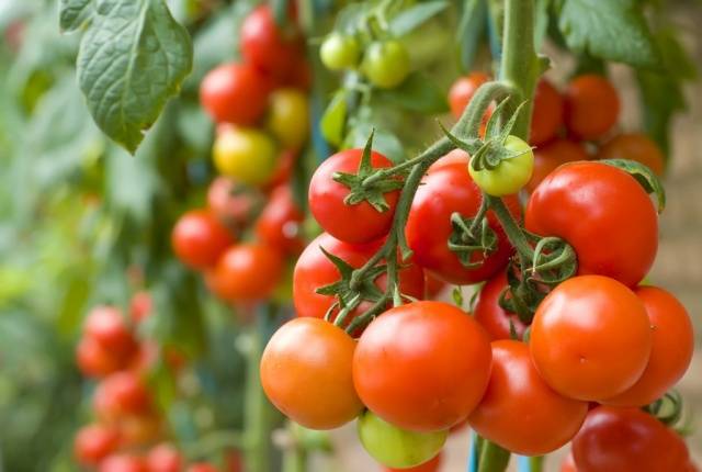 Growing tomatoes 