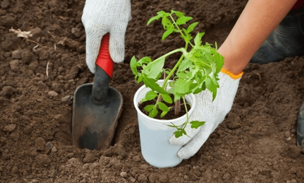 Growing tomatoes 