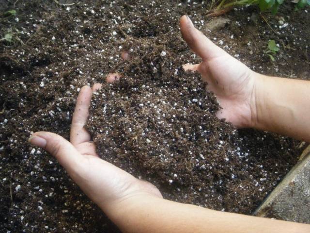 Growing tomatoes 