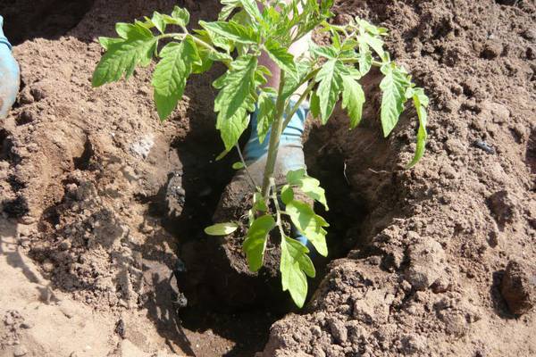 Growing tomatoes 