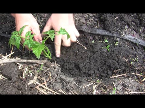 Growing tomatoes 