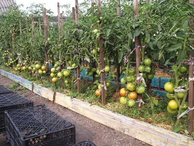 Growing tomatoes 