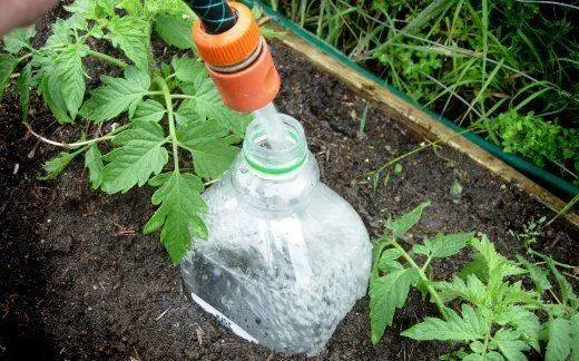 Growing tomatoes 