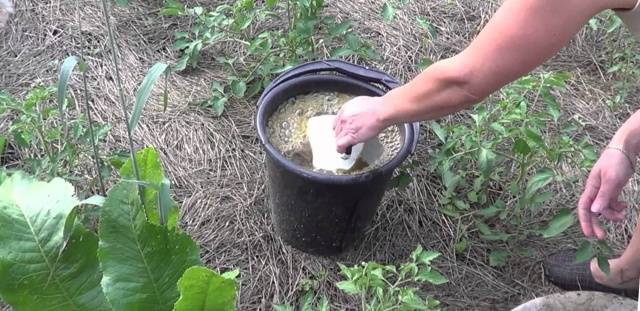 Growing tomatoes 