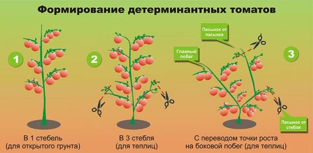 Growing tomatoes 