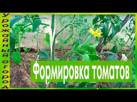 Growing tomatoes 