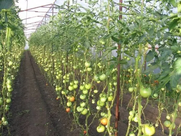 Growing tomatoes 