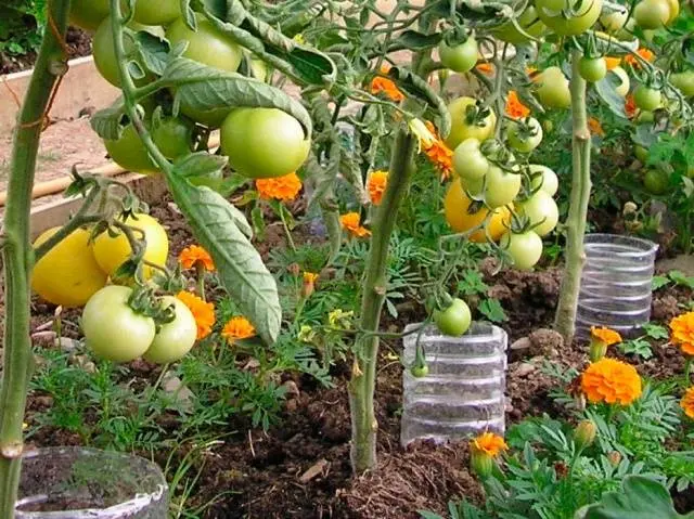 Growing tomatoes 