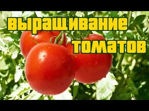 Growing tomatoes 